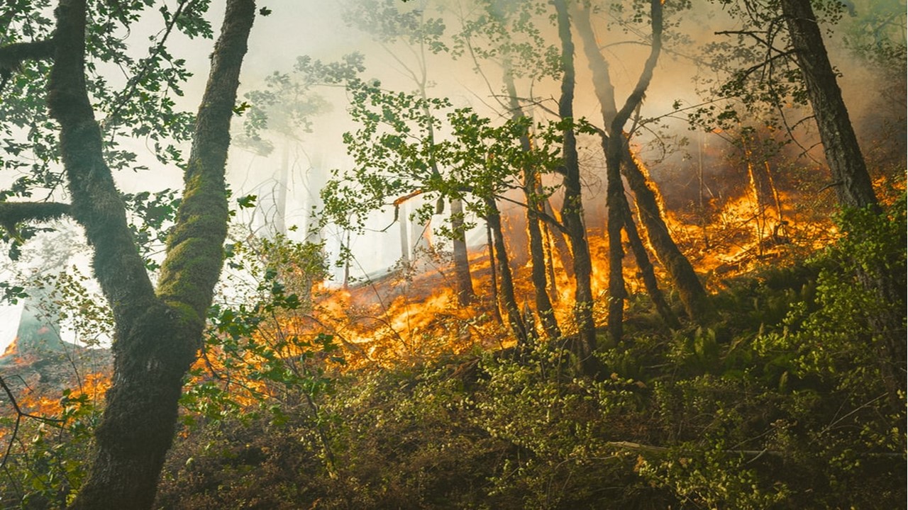 Il ruolo dei Comuni nella prevenzione e gestione degli incendi boschivi ed in aree di interfaccia urbano rurale - GIORNATA 1 - 16 DICEMBRE ORE 9.00 - 12.00